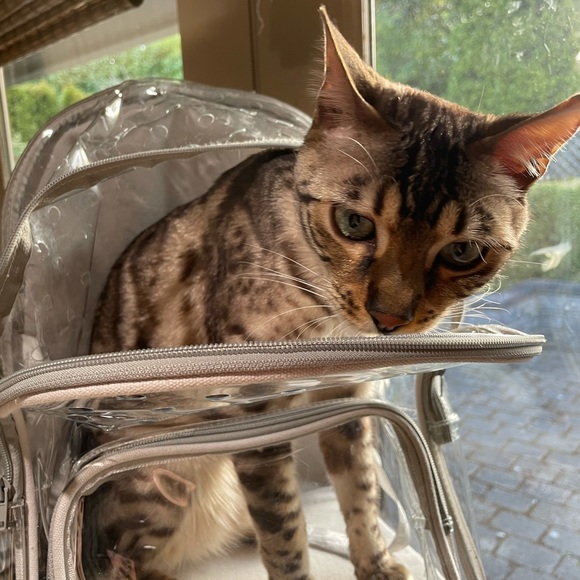 Petseek clear plastic pet cat backpack carrier - Picture 2 of 9